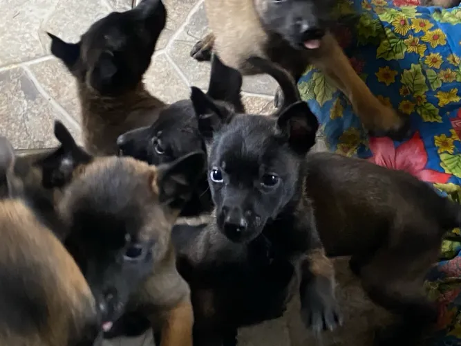 Filhote de pastor malinois