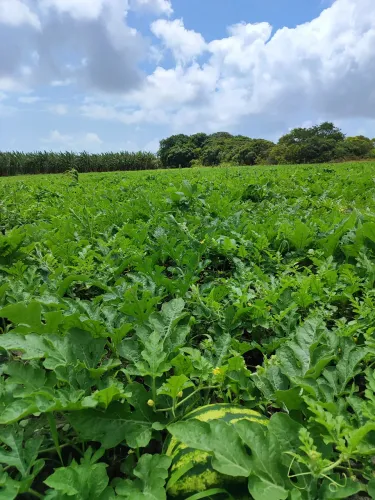 fazenda com 253 hectares na região punau  em plena Br101 cortada por rio perene