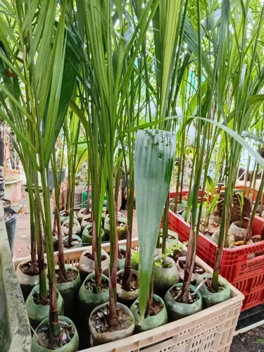 Palmeira imperial 15 reais