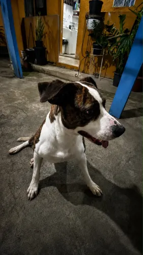 Doação de cachorro