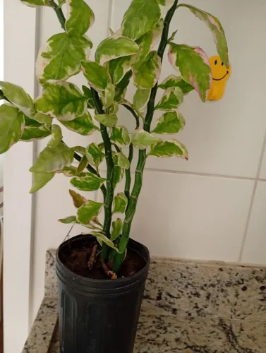 Planta dois amores