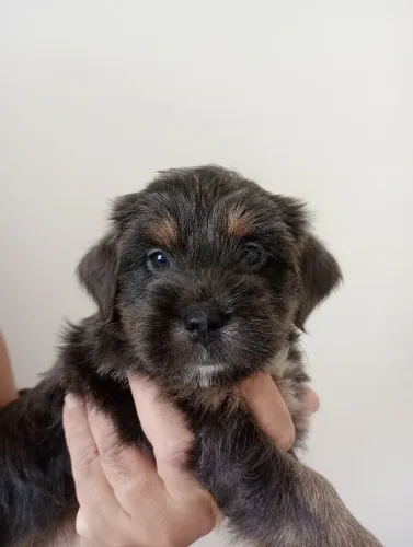 Filhote yorkishire com poodle