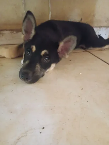 filhote husky mix (pastor + husky)