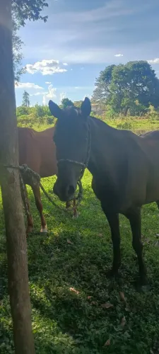 Égua