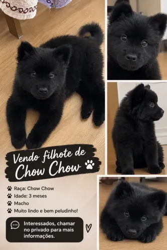 Chow-Chow