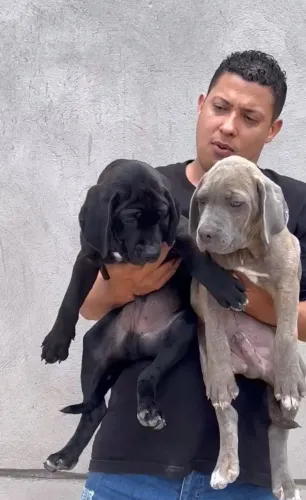 Cane Corso à venda 