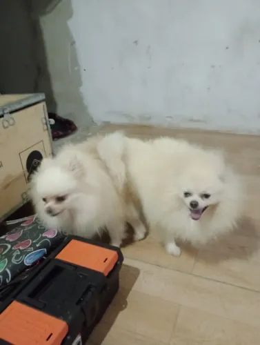 Spltiz Alemão padreador branco anão