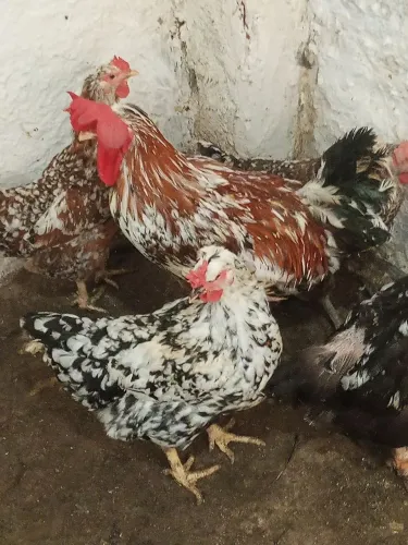 Galinha gsb 