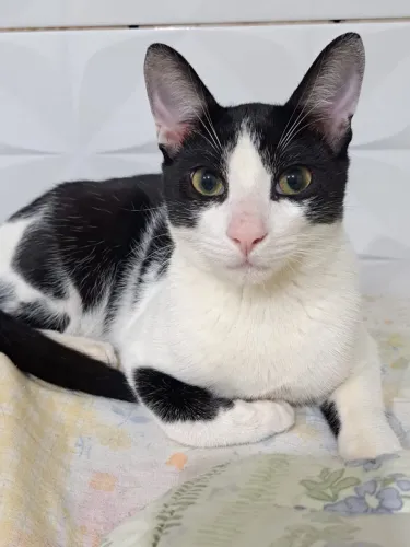 Gatinho adolescente para adoção