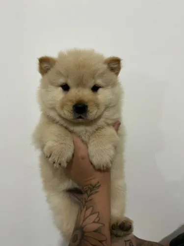 Chow Chow Filhotes Disponíveis ? Elegantes e Bem Criados