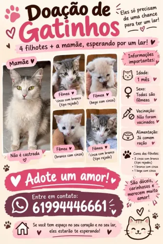 Doação de gatas fêmeas