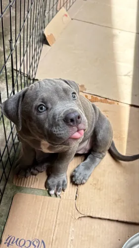 Filhote de Pitbull com Pitmonster 