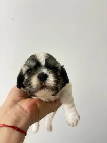 1 filhote de shihtzu tricolor