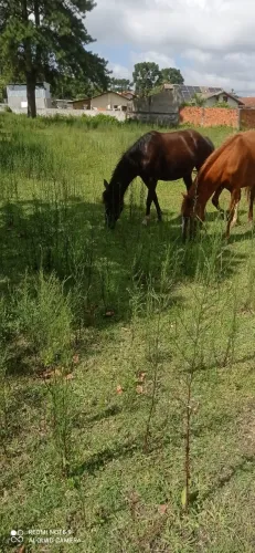 Potranca manga larga com campeiro.