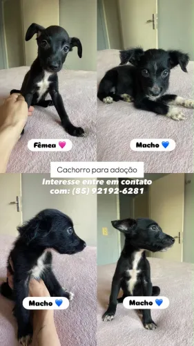 Adoção