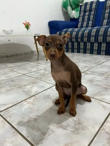 VENDE-SE PINCHER