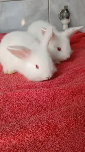 Mini coelhinho fêmea