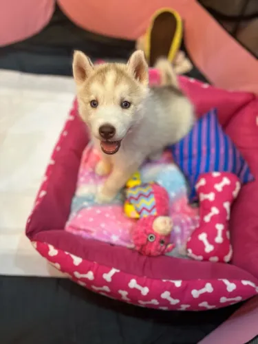 Husky siberiano fêmea