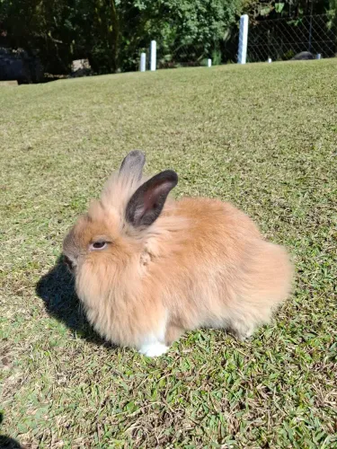 Vendo Mini Coelho. 