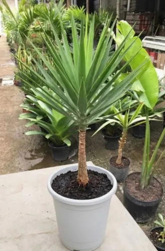 Decoração Natural planta natural