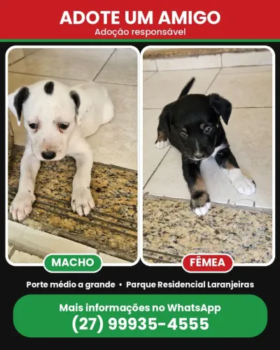 Adoção Consciente cachorrinhos