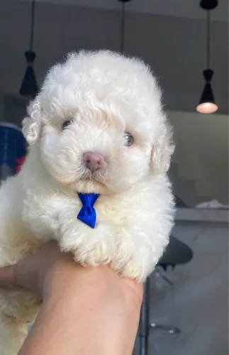 Poodle machinho Toyzinho mini