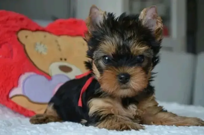 Yorkshire Bibelô com Pedigree Canil em Bh