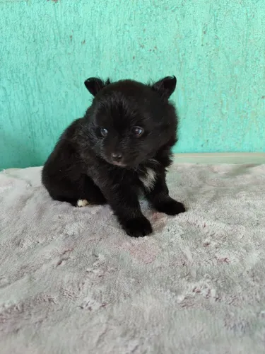 Vendo filhote Spitz alemão( Lulu da pomerânia )