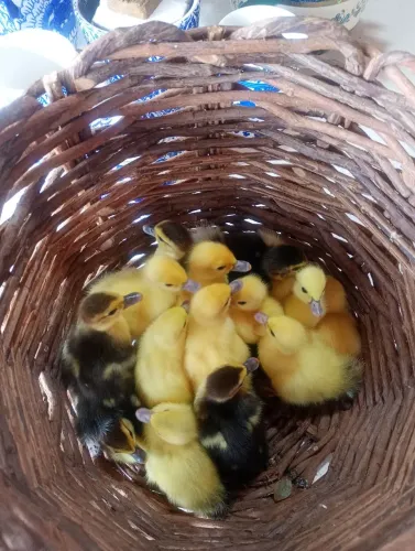 Patinhos