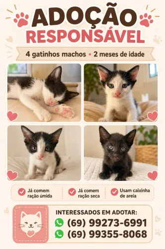 Doação de gatos filhotes 