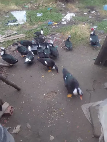 Patos