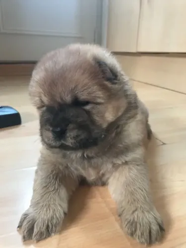 Chow Chow,Chow Chow Filhote Muito Amoroso e Dócil