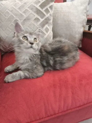 Gato Maine Coon