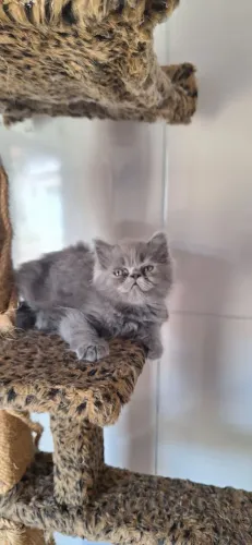Gato persa