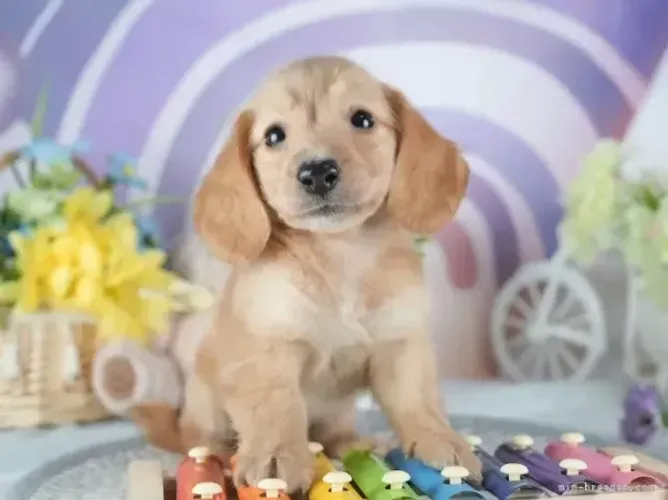 Filhote de cachorro dócil: Teckel/Dachshund/Salsicha/Salsichinha/Basset/Cofap