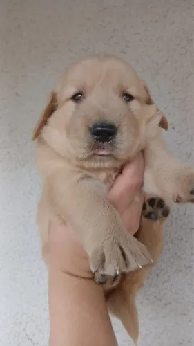 Golden Retriever de excelente temperamento - filhotes lindos