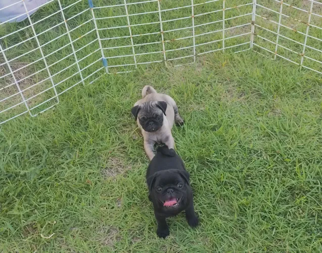 Pug a pronta entrega
