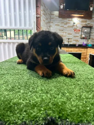 Rottweiler