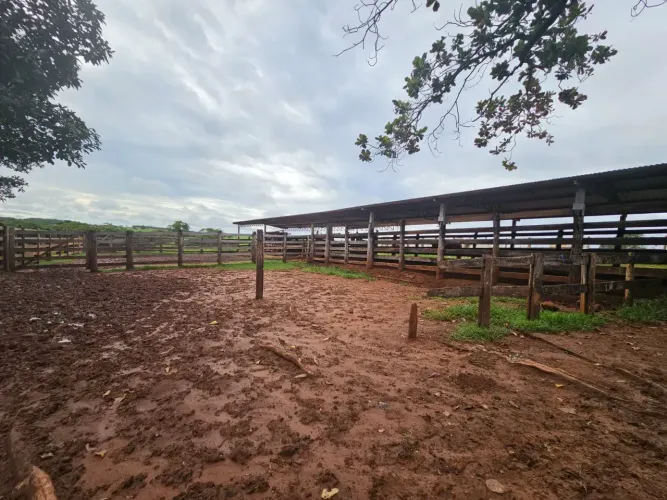 FAZENDA À VENDA  EXCELENTE PROPRIEDADE PARA PECUÁRIA E TRIPLA APTIDÃO  INOCÊNCIA/MS