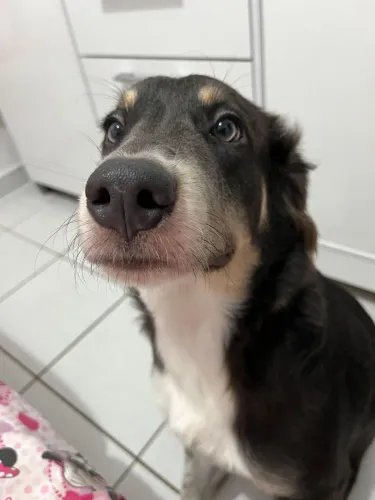 Cachorro PARA DOAR