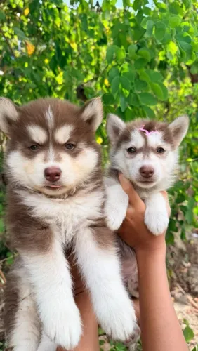 R$800 Filhotes husky siberiano marron