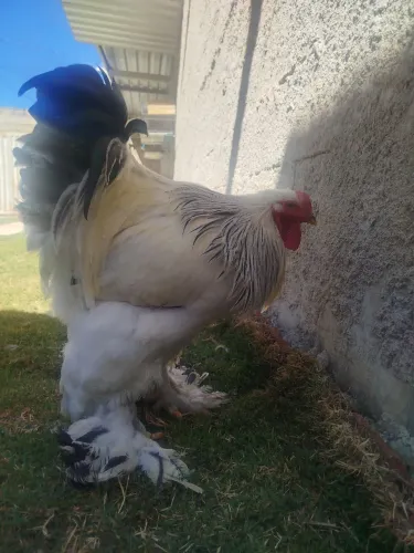 Pintinhos da Raça Brahmas