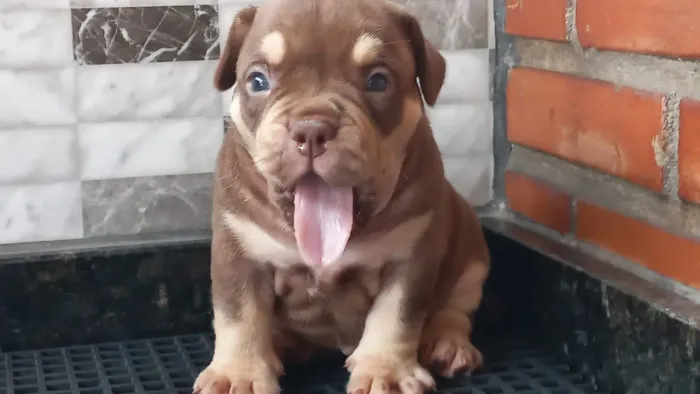 American Bully filhotes com pedigree