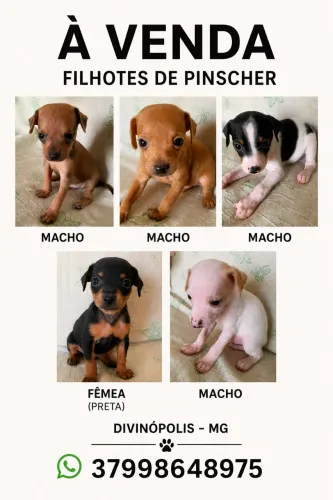     Filhotes de Pinscher Disponíveis em Divinópolis