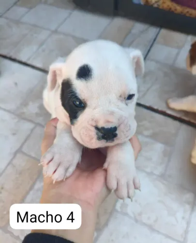 Boxer