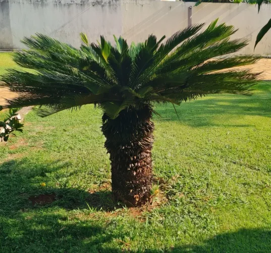 CICA revoluta adulta