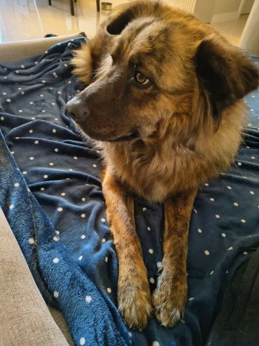 ADOÇÃO RESPONSÁVEL CACHORRO (Porte grande)