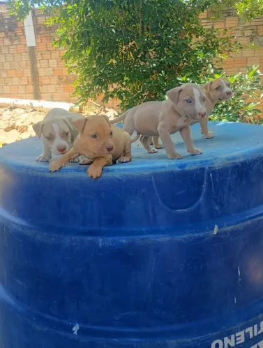 vende-se Pit Bull