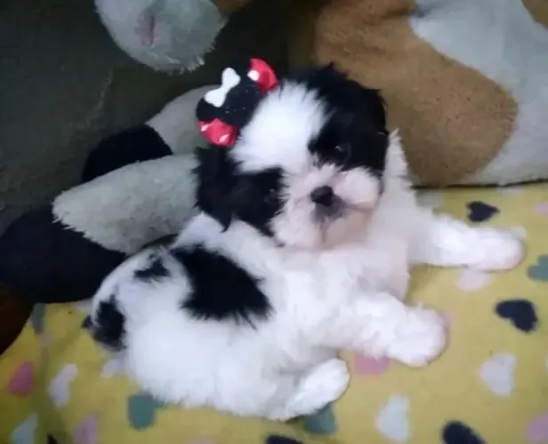 Mini shihtzu disponível 