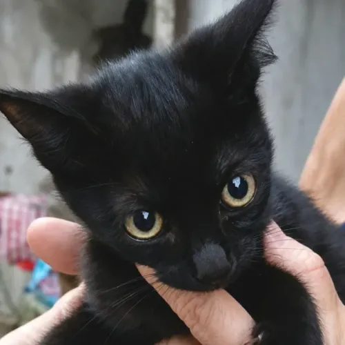 Gatinho para adoção